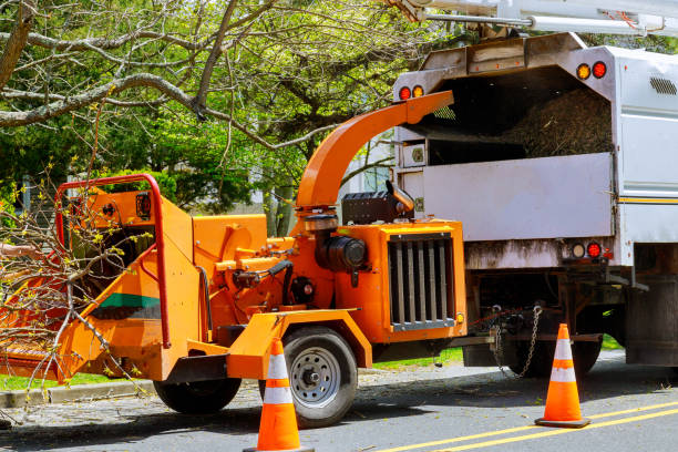 Best Arborist Services Near Me  in USA